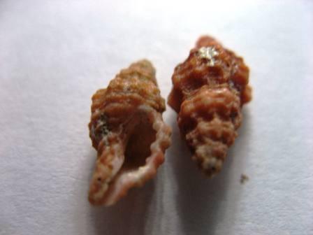 Classificazione cos''�?